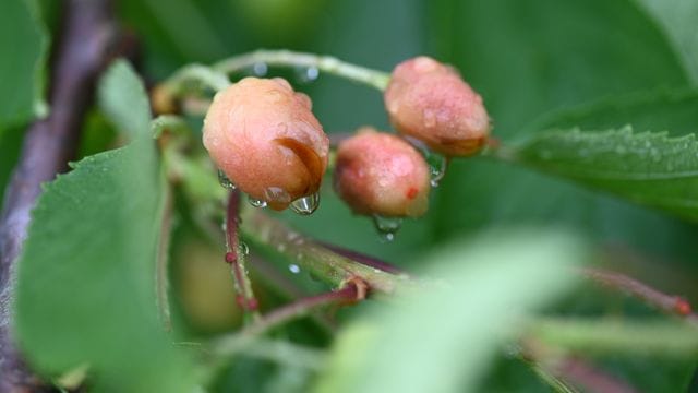 Druckstellen sind auf heranreifenden Kirschen zu sehen Druckstellen sind auf heranreifenden Kirschen zu sehen