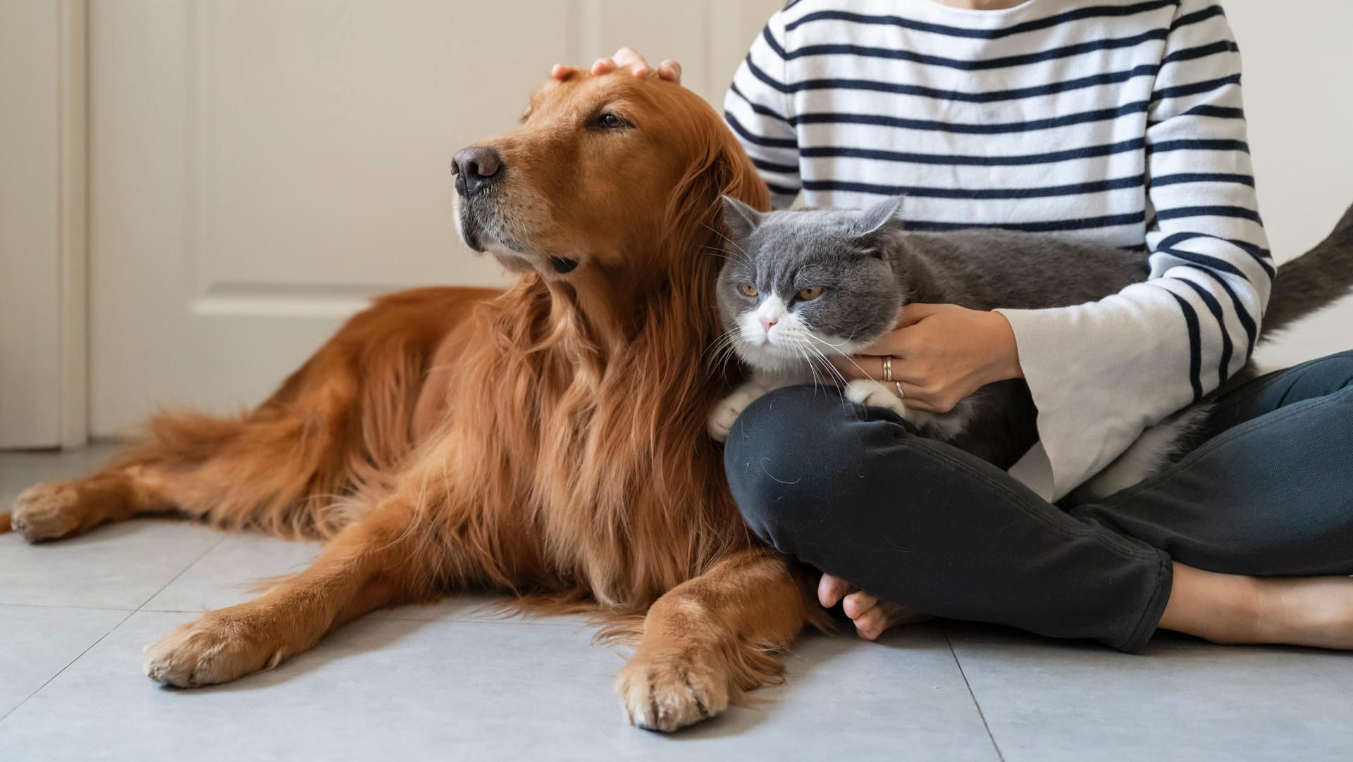 Golden Retriever and British Shorthair accompany their owner