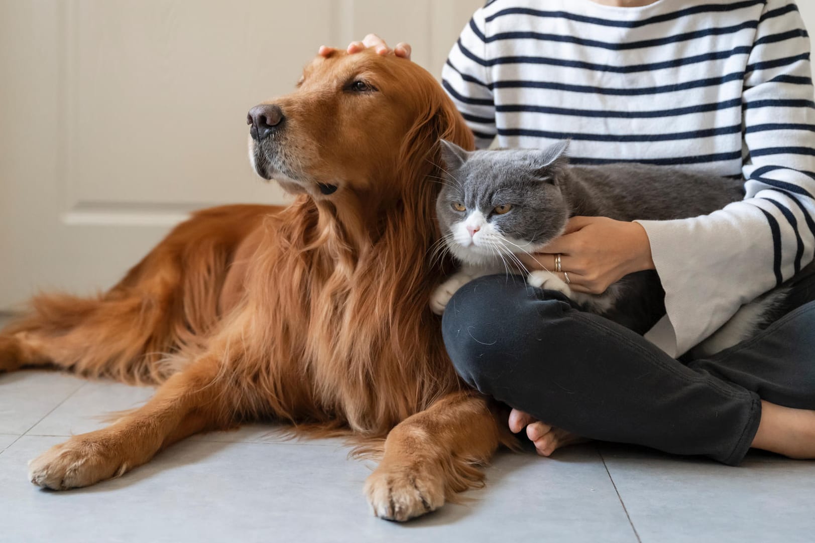 Golden Retriever and British Shorthair accompany their owner