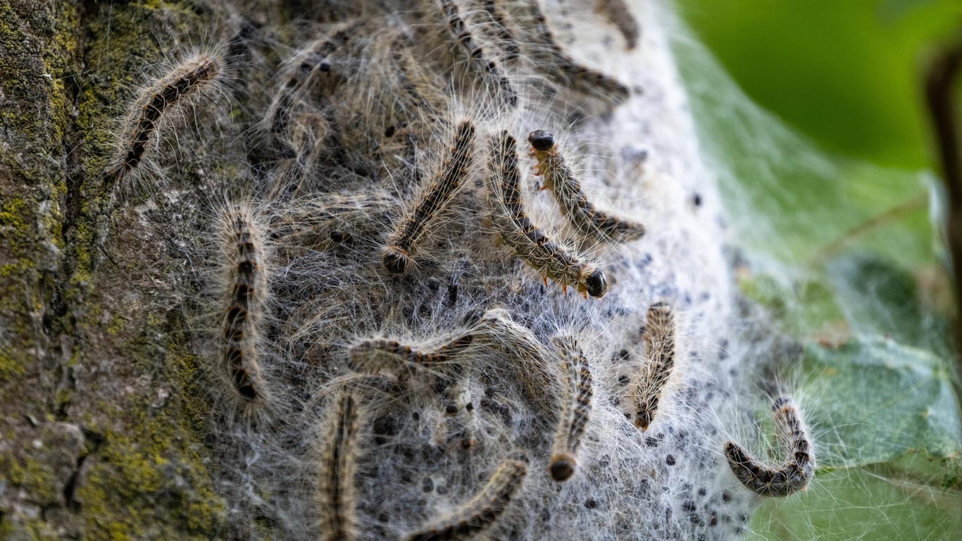 Eichenprozessionsspinner in ihrem Nest (Archivbild): Die Haare der Raupe können für Mensch und Tier gefährlich werden.