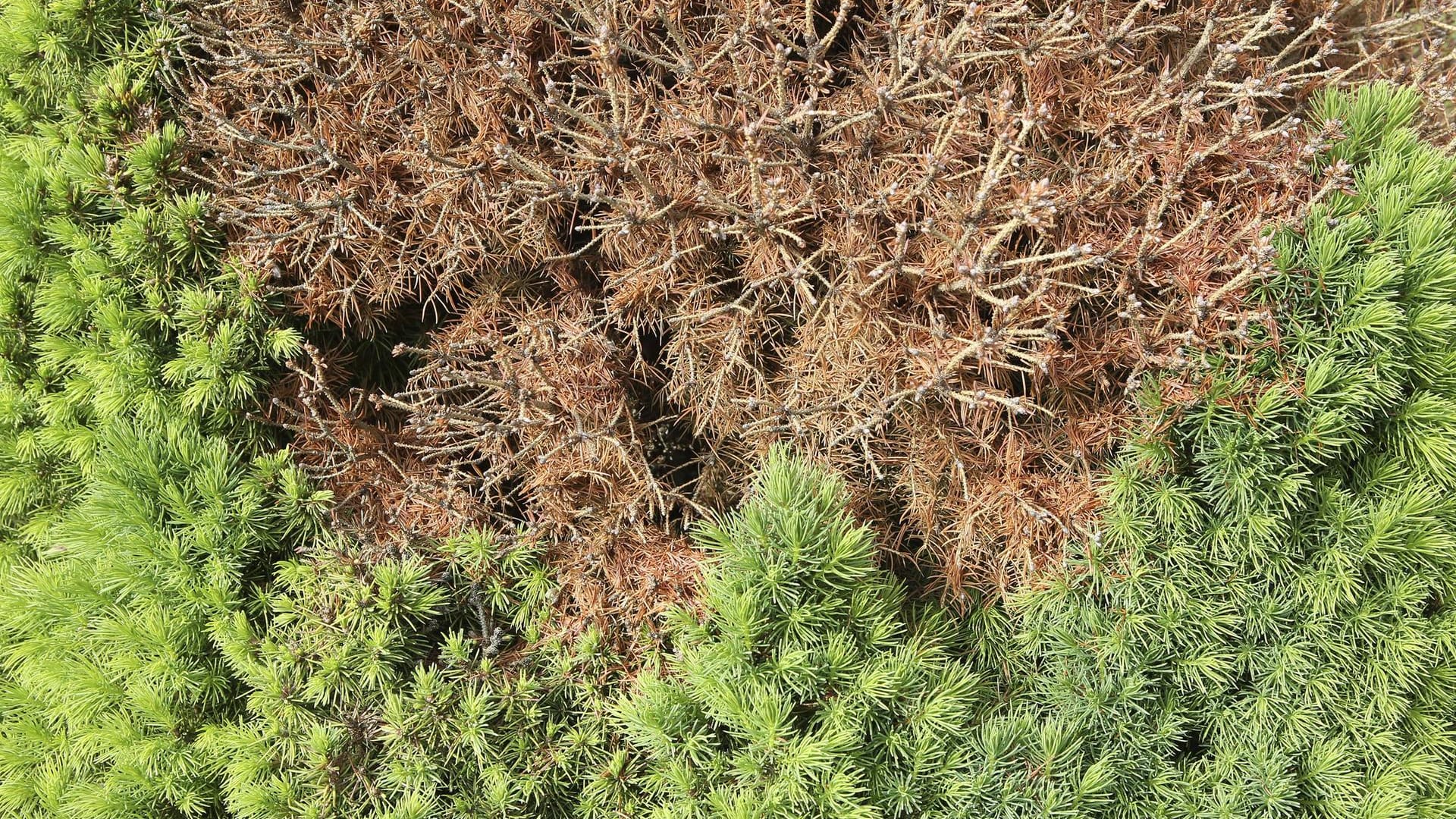 Zuckerhutfichte (Picea glauca 'Conica'): Die Konifere ist von Spinnmilben befallen.