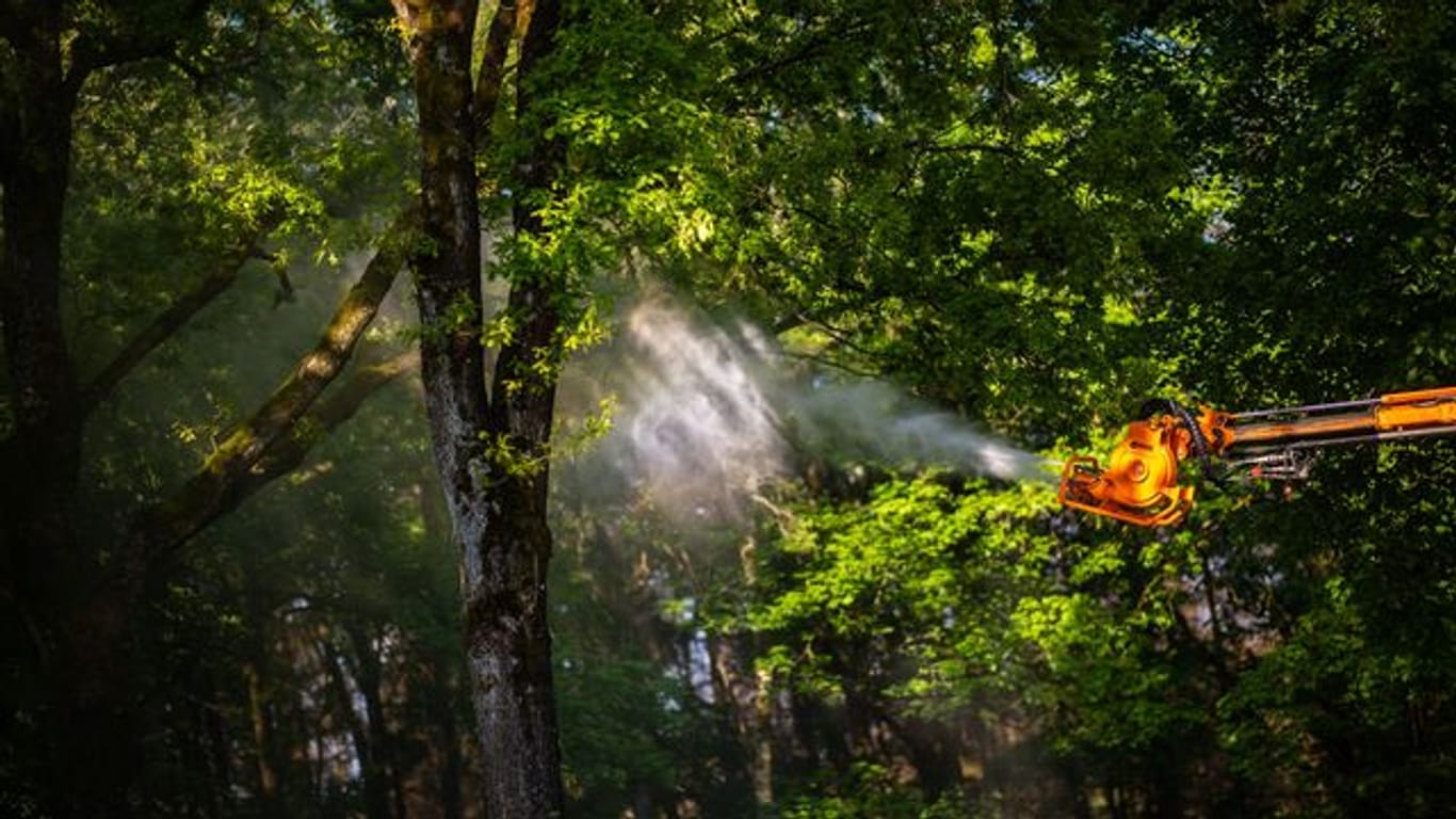 Ein Unimog mit einer Sprühvorrichtung sprüht ein Biozid auf Eichen: Einige Bäume in NRW werden vom Eichenprozessionsspinner befallen. Die Bekämpfung ist teuer.