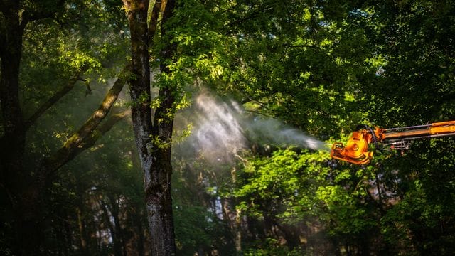 Ein Unimog mit einer Sprühvorrichtung sprüht ein Biozid auf Eichen: Einige Bäume in NRW werden vom Eichenprozessionsspinner befallen. Die Bekämpfung ist teuer. Ein Unimog mit einer Sprühvorrichtung sprüht ein Biozid auf Eichen: Einige Bäume in NRW werden vom Eichenprozessionsspinner befallen. Die Bekämpfung ist teuer.