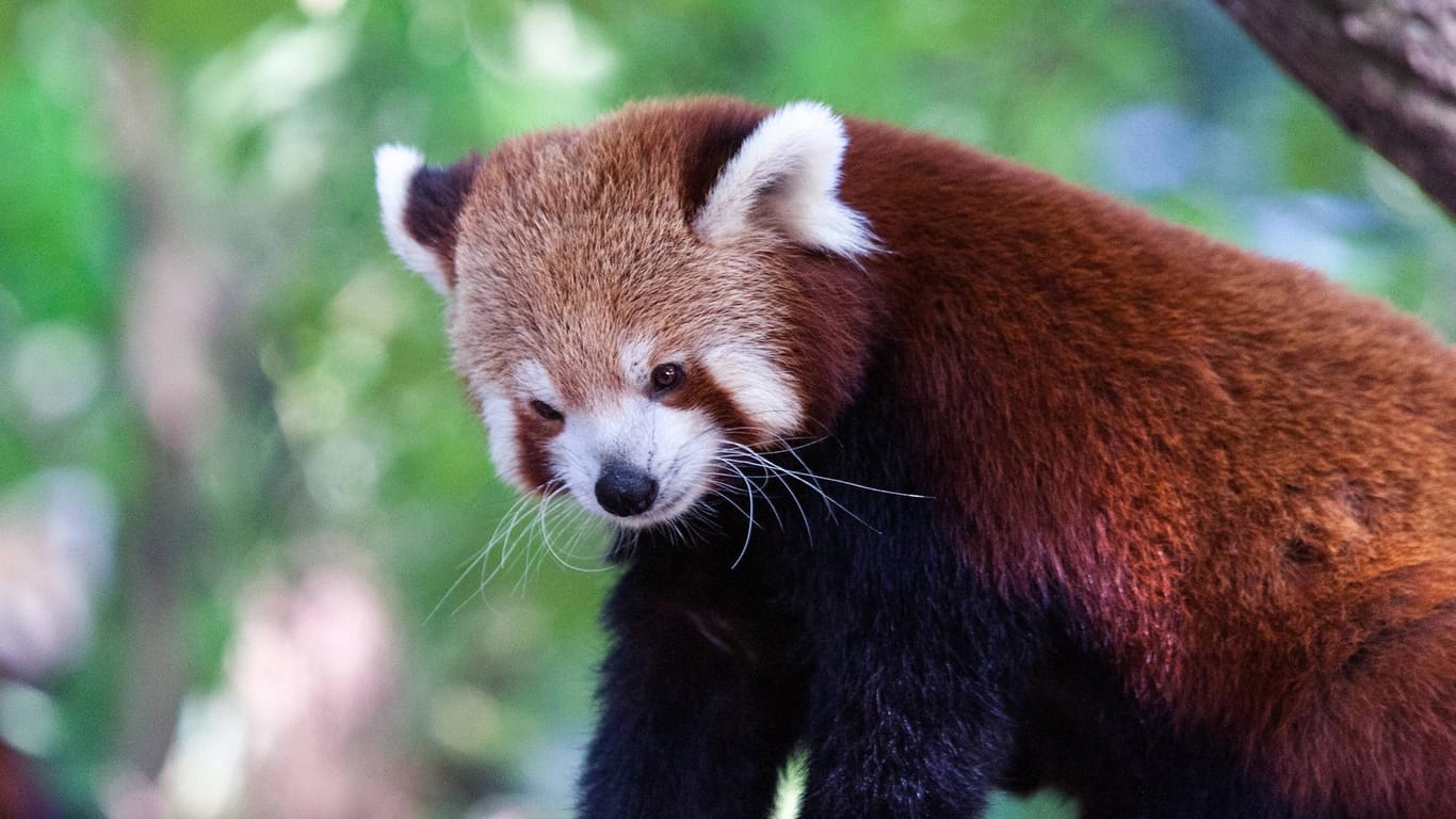 Ein roter Panda im Zoo Duisburg: Seit Freitagmorgen wird ein kleiner Bär vermisst.