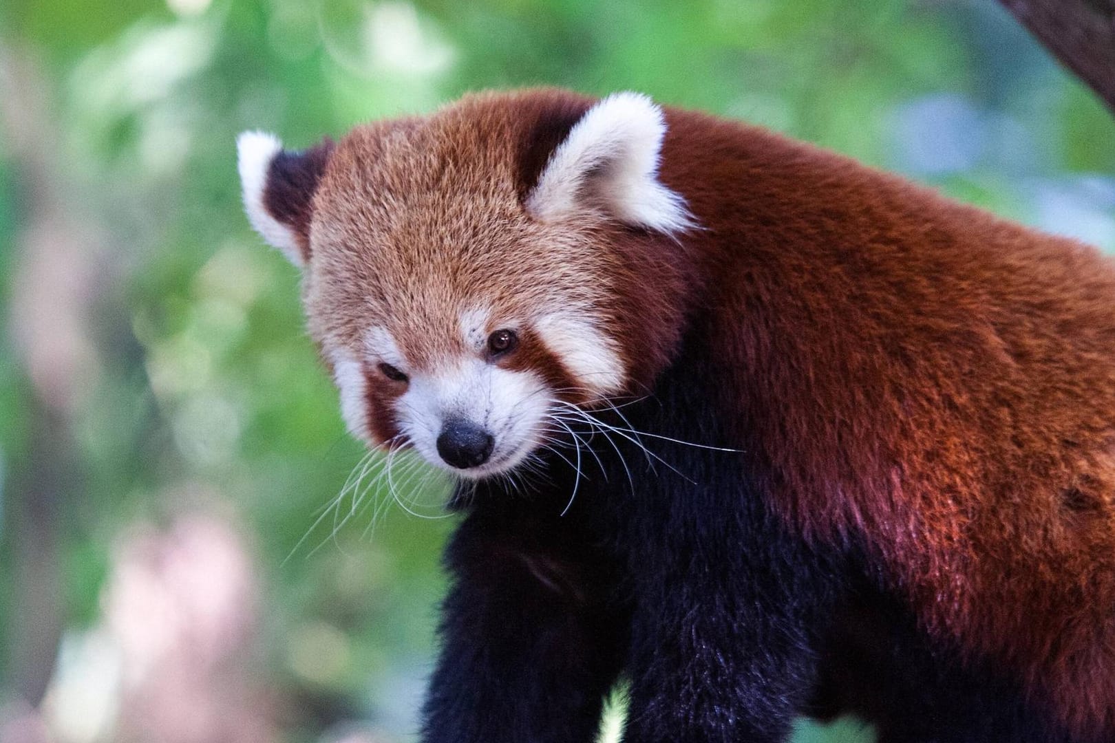 Ein roter Panda im Zoo Duisburg: Seit Freitagmorgen wird ein kleiner Bär vermisst.