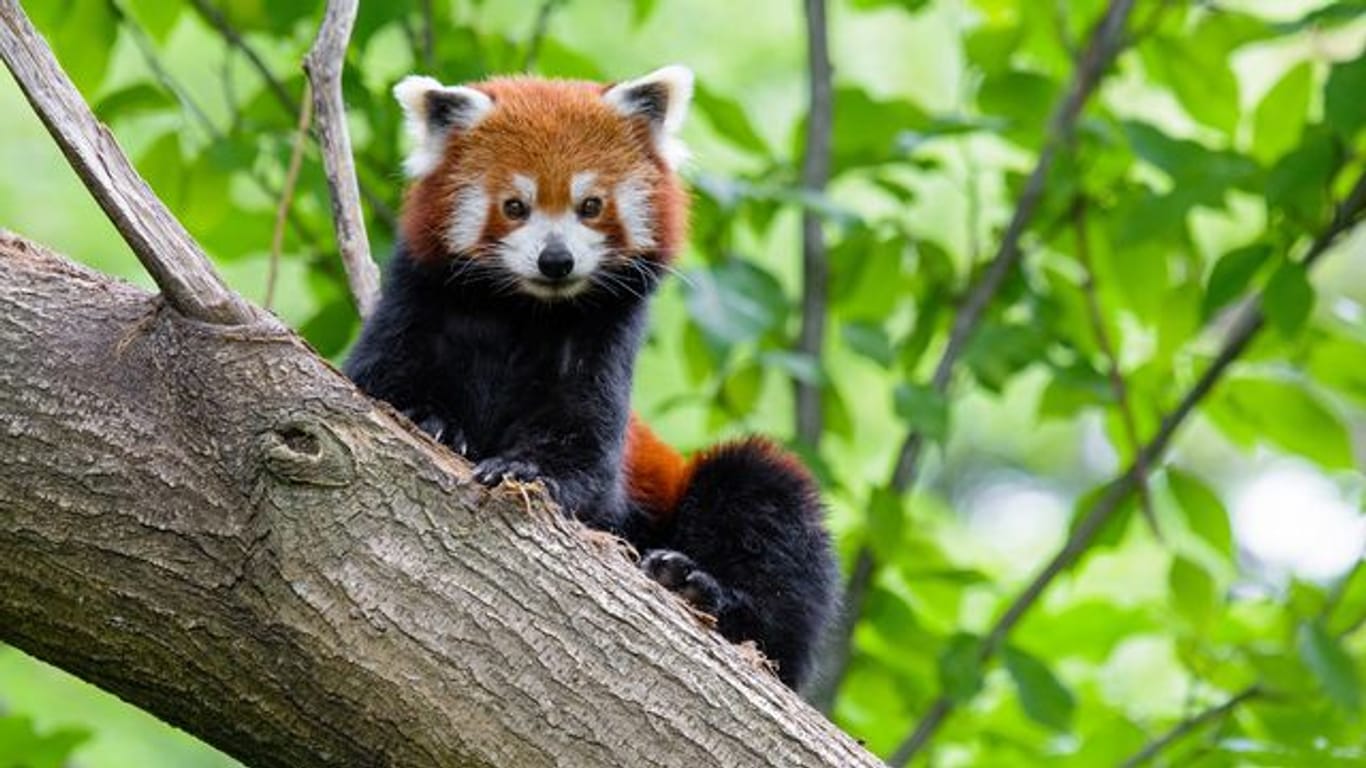 Zoo Duisburg vermisst Kleinen Panda