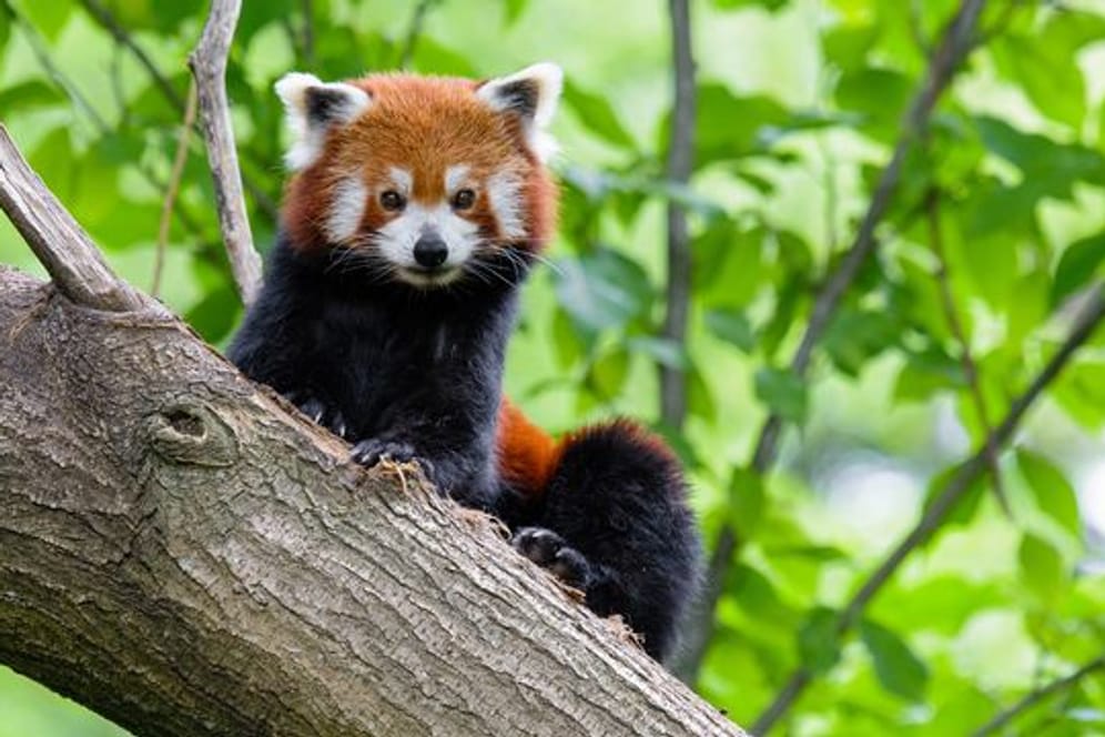 Zoo Duisburg vermisst Kleinen Panda