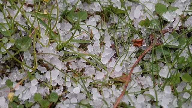 Hagelkörner liegen auf einer Wiese: Nehmen Unwetter in Deutschland zu? Diese Frage stellen sich Versicherer. Hagelkörner liegen auf einer Wiese: Nehmen Unwetter in Deutschland zu? Diese Frage stellen sich Versicherer.