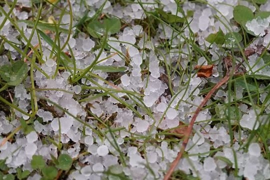 Hagelkörner liegen auf einer Wiese: Nehmen Unwetter in Deutschland zu? Diese Frage stellen sich Versicherer.
