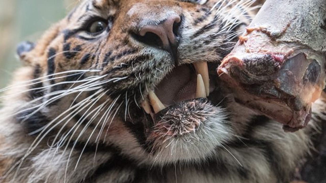 Der Tiger "Vanni" erkundet sein Gehege im Zoo von Frankfurt am Main (Archivbild): Der elf Jahre alte Sumatra-Tiger musste eingeschläfert werden.