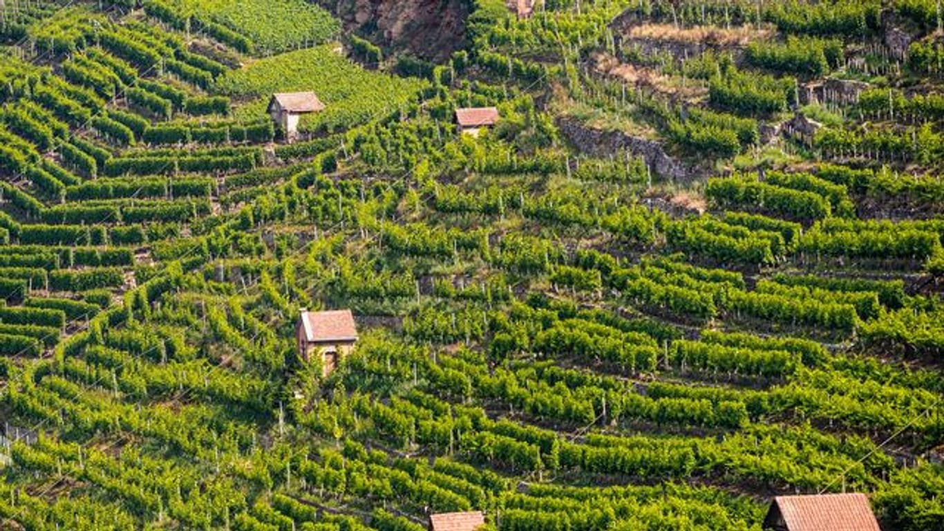 Die Sonne scheint auf die Weinberge