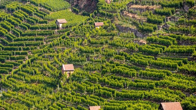 Die Sonne scheint auf die Weinberge