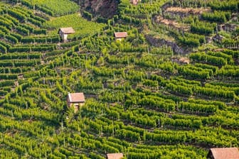 Die Sonne scheint auf die Weinberge