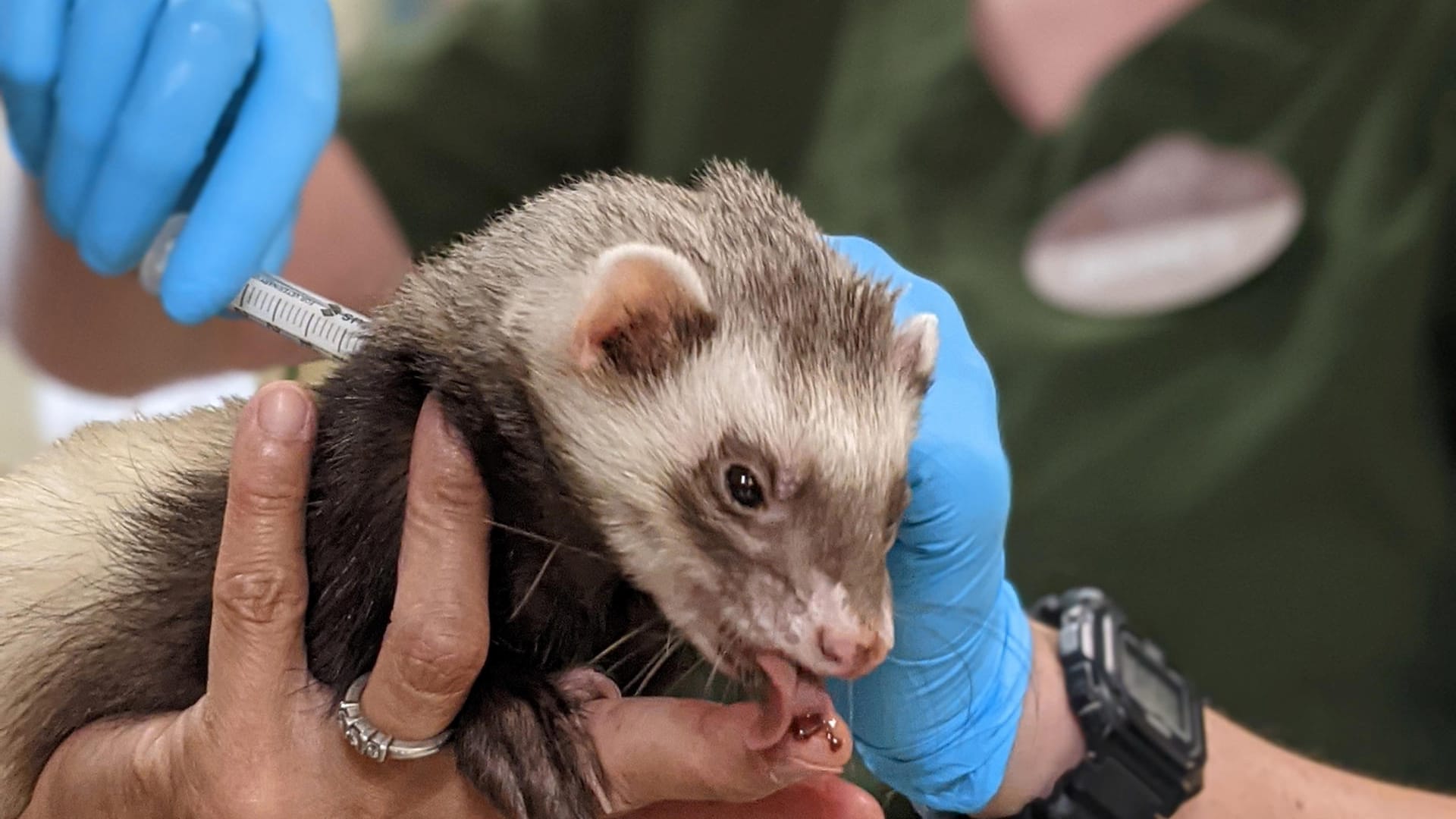 Mitarbeiter des Zoos von Oakland in Kalifornien verabreichen einem Frettchen eine Dosis Impfstoff gegen Corona während das an einer Paste lutscht.