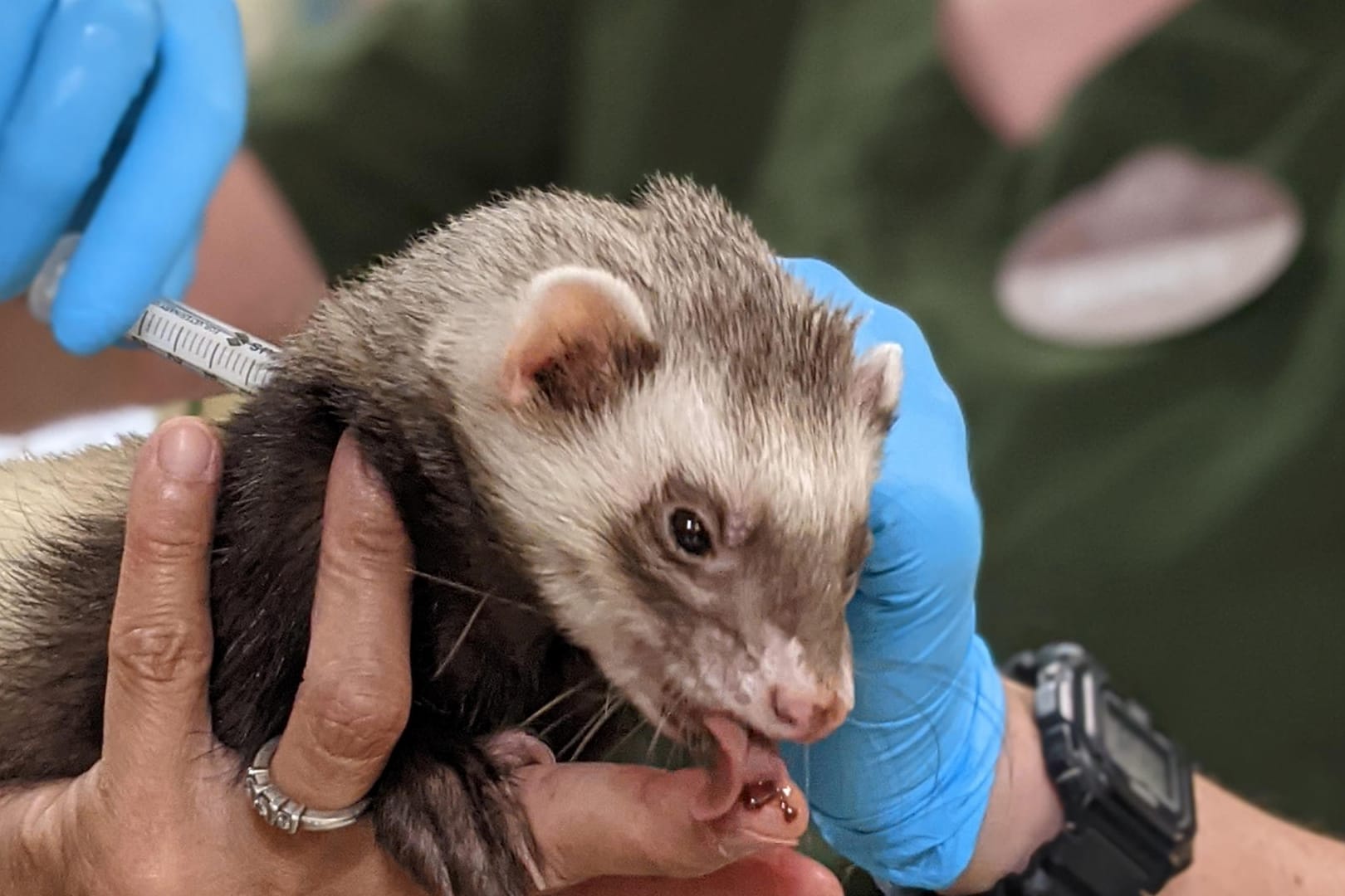 Mitarbeiter des Zoos von Oakland in Kalifornien verabreichen einem Frettchen eine Dosis Impfstoff gegen Corona während das an einer Paste lutscht.