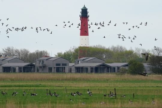 Ferienhäuser und Ferienwohnungen Pellworm: Die Insel wird häufig vergessen, wenn es um die Nordsee geht.