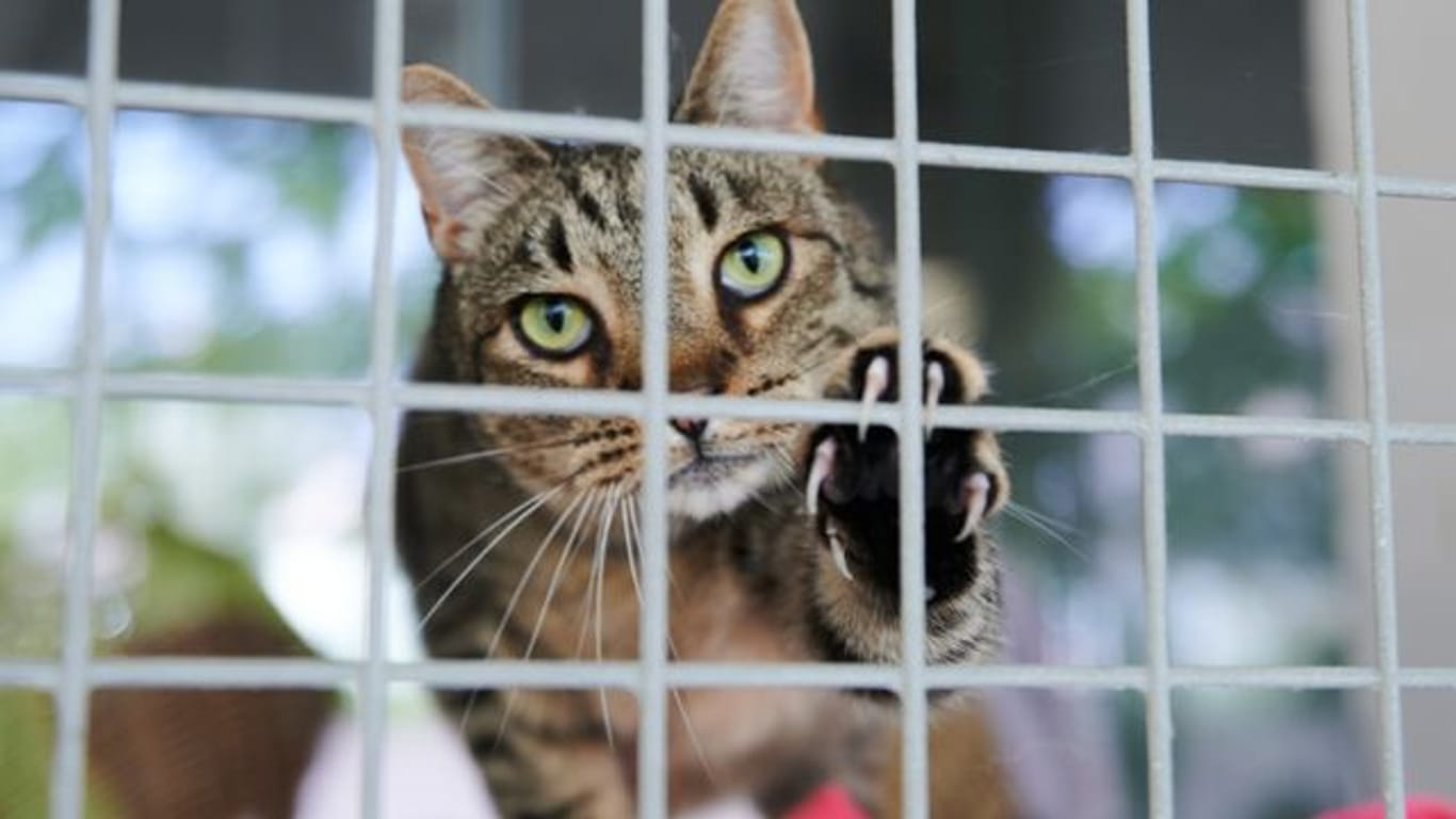 Eine Katze schaut durch die Gitterstäbe am Katzenzwinger im Tierheim Berlin (Archivbild): Viele Menschen haben sich in der Pandemie Tiere angeschafft, die sie jetzt wieder loswerden wollen.