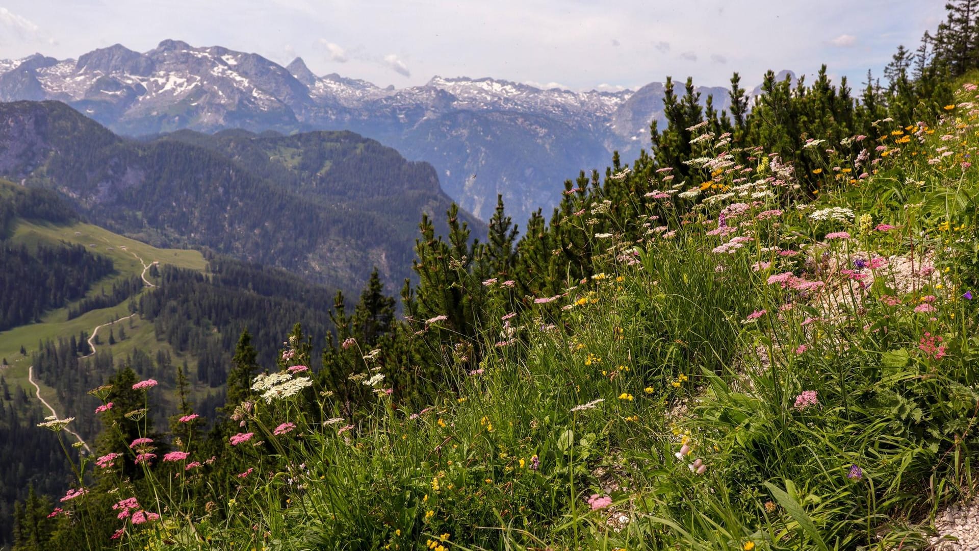 Berg Jenner in den Berchtesgadener Alpen: Dort verunglückte ein Tourist aus den USA. Berg Jenner in den Berchtesgadener Alpen: Dort verunglückte ein Tourist aus den USA.
