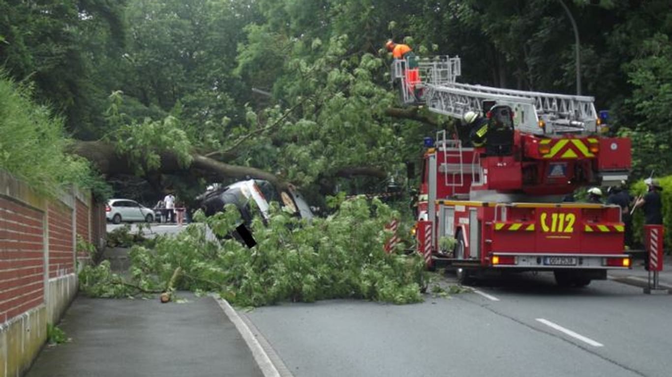 Ein 25 Meter hoher Baum ist auf einen Lieferwagen gekracht: Die Insassen kamen mit einem Schrecken davon.