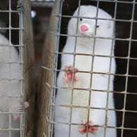 Infektionsfälle bei Tieren: Die bisherigen Corona-Meldungen von Haustieren verblassen angesichts der Fallhäufung in der Pelztierzucht.