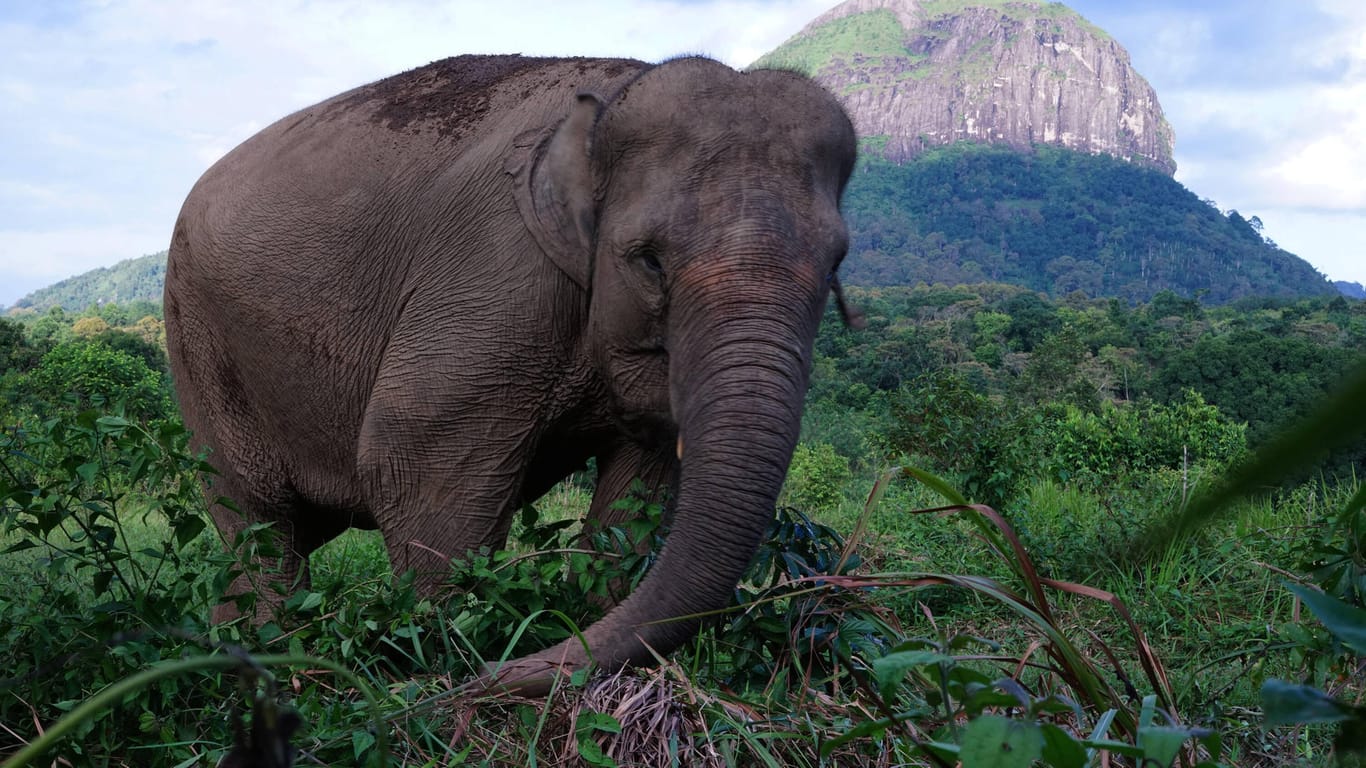Sumatra-Elefant: Ein Elefant hat in Indonesien einen Mann getötet.