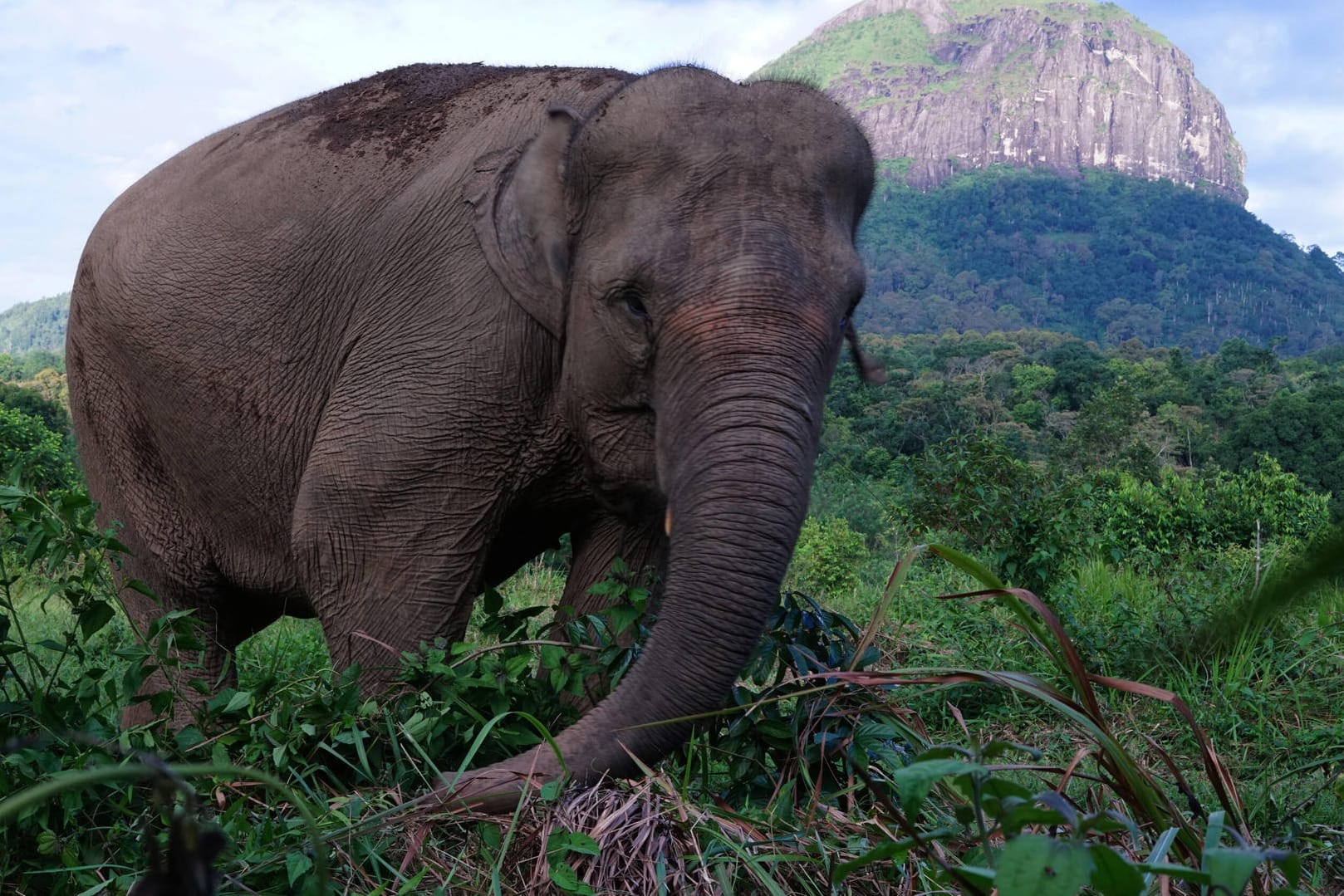 Sumatra-Elefant: Ein Elefant hat in Indonesien einen Mann getötet.