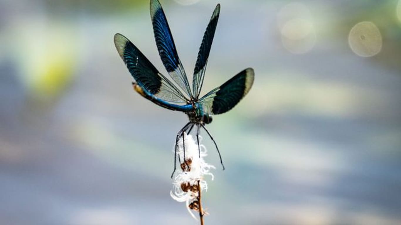 Eine Libelle landet auf einem kleinen Ast.