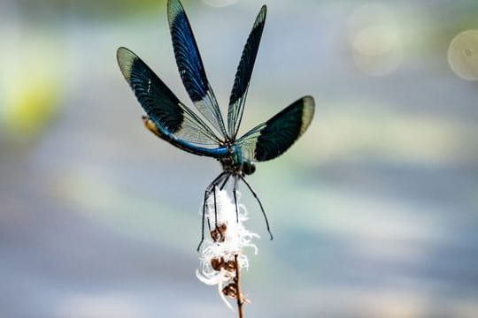 Eine Libelle landet auf einem kleinen Ast.