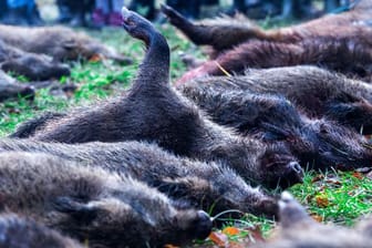 Wildschweine sind nach einer Treibjagd als Strecke ausgelegt