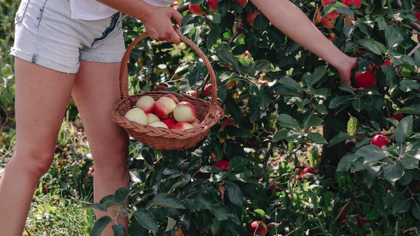 Eine Frau pflückt Äpfel (Symbolbild): In Rheinland-Pfalz machen während Corona mehr Obstdiebe den Landwirten Ärger.