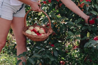 Eine Frau pflückt Äpfel (Symbolbild): In Rheinland-Pfalz machen während Corona mehr Obstdiebe den Landwirten Ärger.