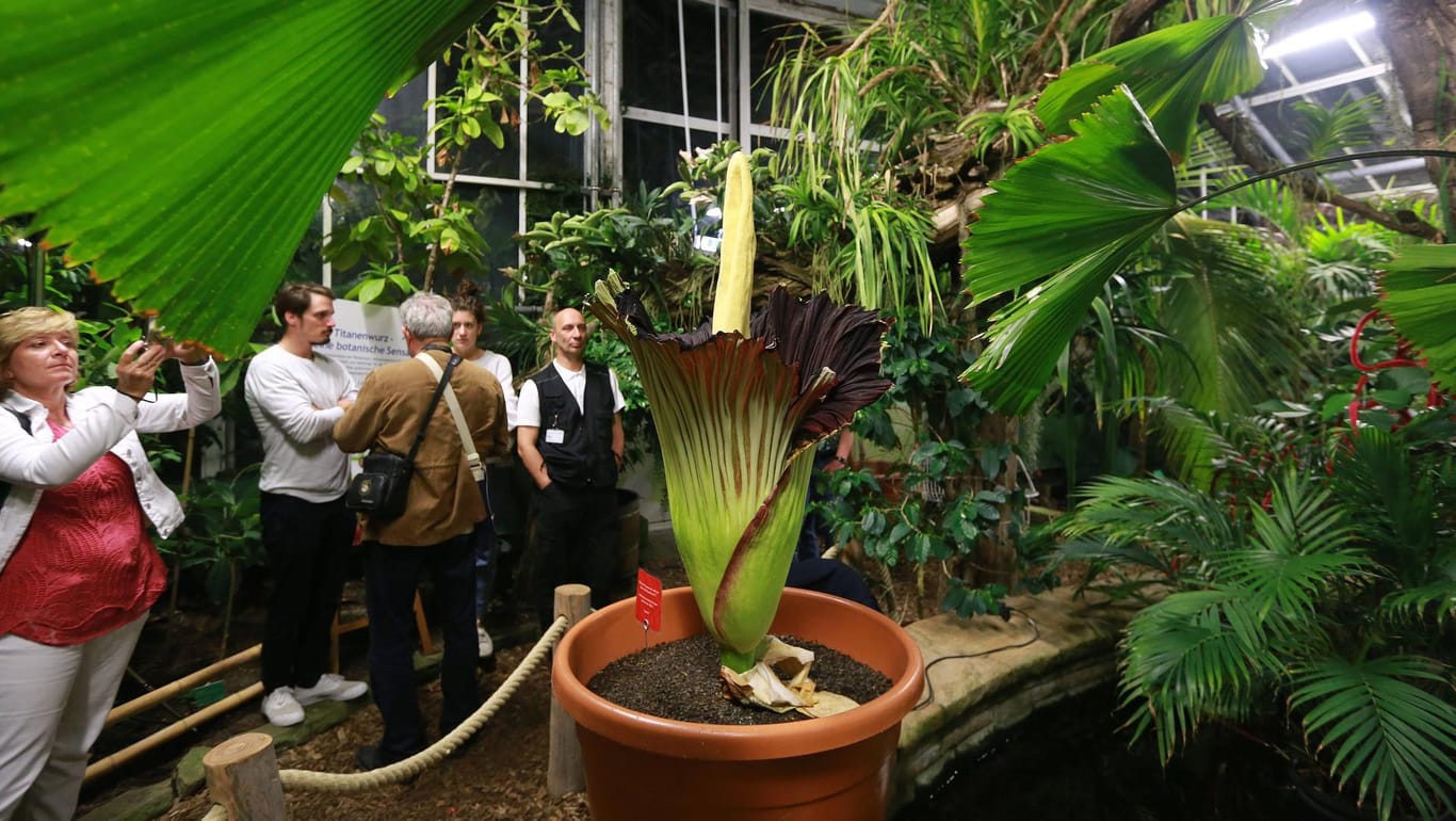 Besucher besichtigen die Blüte des Titanenwurzes: Die Pflanze im Botanischen Garten Dortmund trägt den Namen "David".