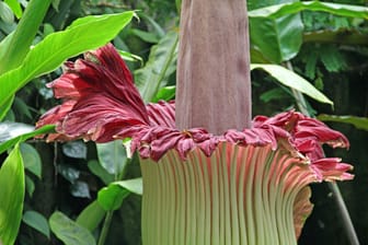 Blüte Titanwurz: Die größte Blume der Welt blüht sehr selten.