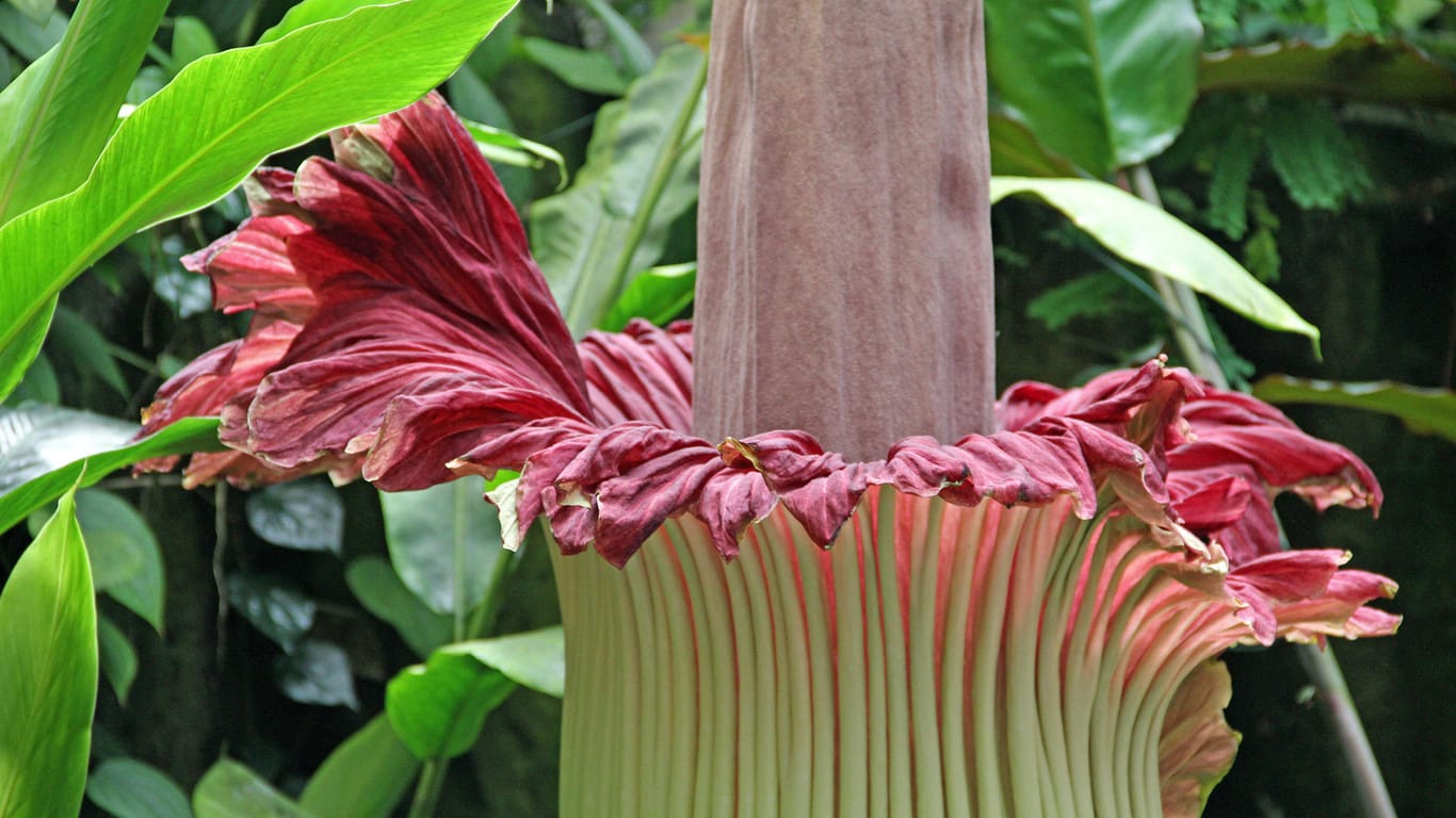 Blüte Titanwurz: Die größte Blume der Welt blüht sehr selten.