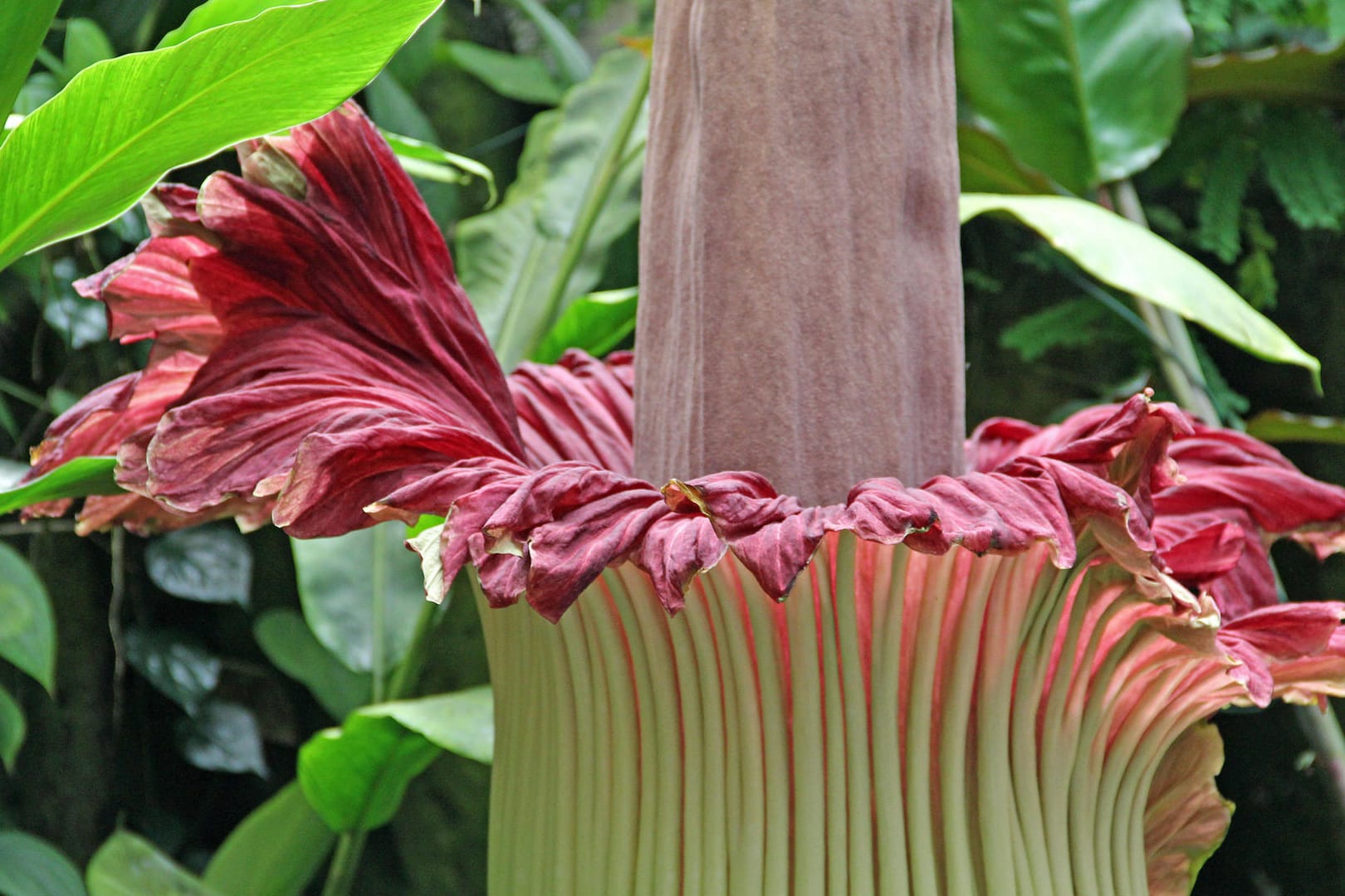 Blüte Titanwurz: Die größte Blume der Welt blüht sehr selten.