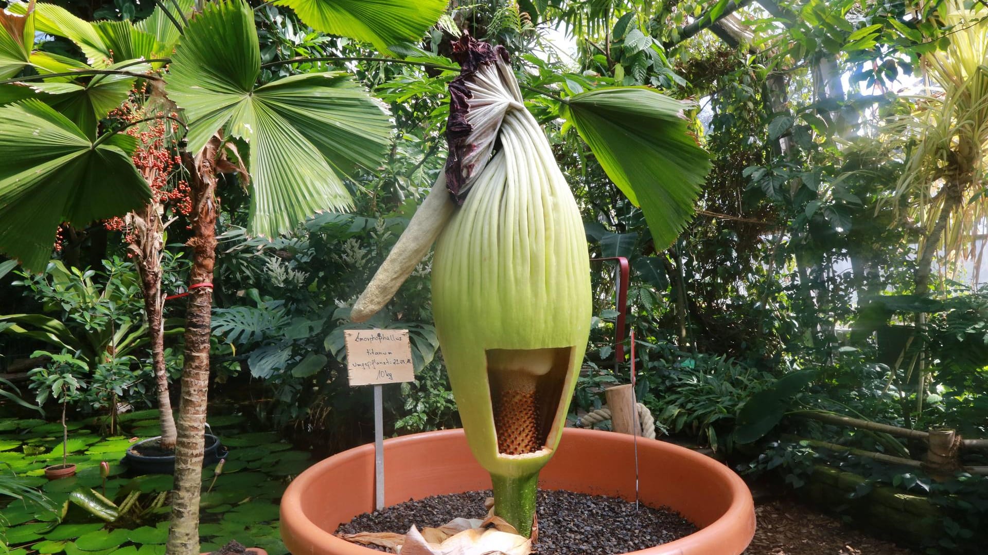 Verblühter Titanenwurz: Gärtner haben eine Art Schaufenster in die Pflanze geschnitten um die weiblichen Blüten sichtbar zu machen. Der Titanenwurz (Amorphophallus titanum) ist ein Aronstabgewächs.