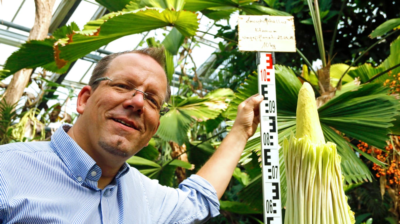Der Leiter des Botanischen Gartens Rombergpark, Patrick Knopf, mit der Titanenwurz (Archivfoto): Bei der letzten Blüte vor drei Jahren posierte er mit der mächtigen Pflanze.