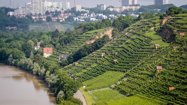 Die Sonne scheint auf die Weinberge und den Neckar