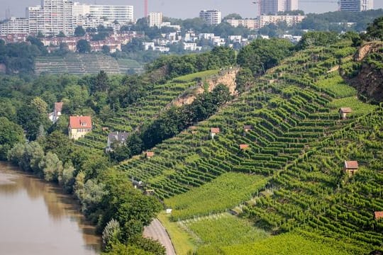 Die Sonne scheint auf die Weinberge und den Neckar