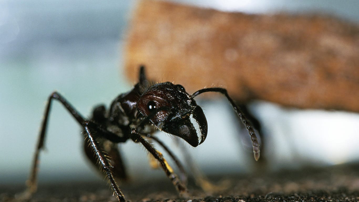 24-hour ants: According to Schmidt, the Paraponera Clavata has the most painful bite.