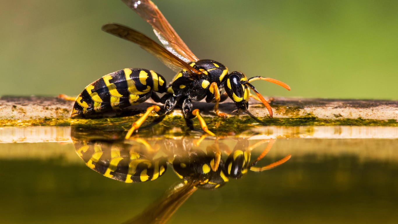 French field wasp: The wasp is now known as the house field wasp.