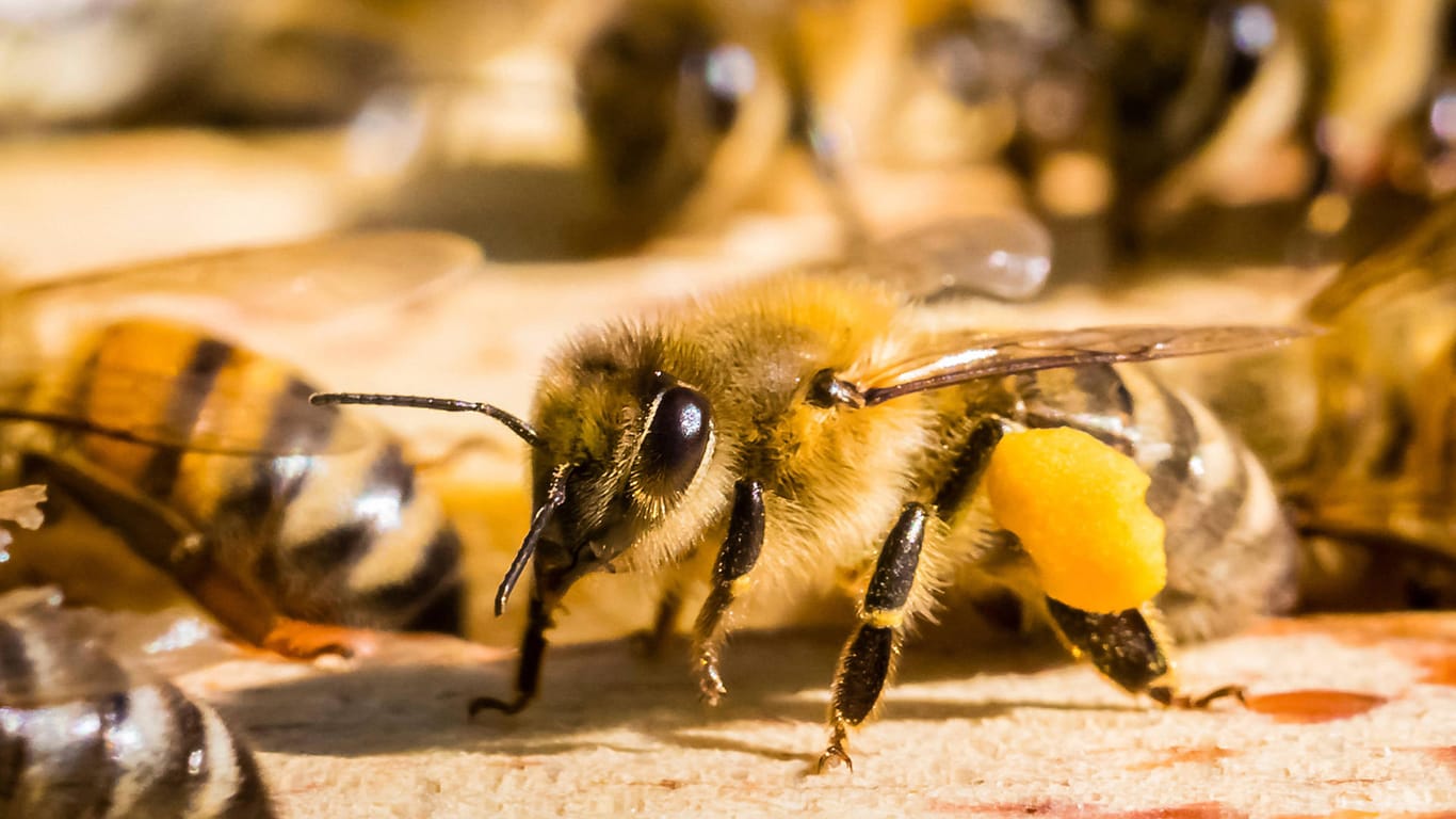 European honey bee: This popular insect can also sting.