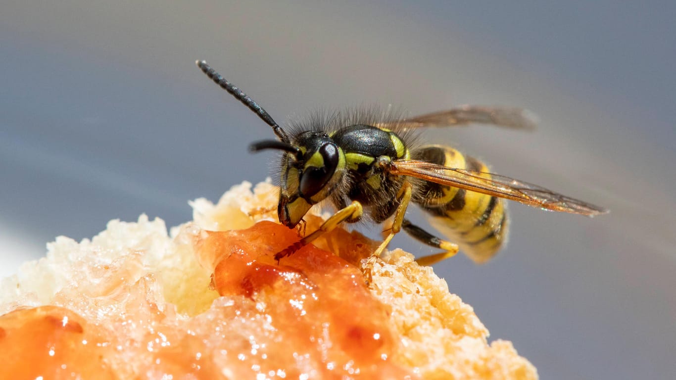 Wespen: Besonders im Sommer ist die Deutsche Wespe vermehrt zu sehen – vorzugsweise auf süßen oder proteinreichen Nahrungsmitteln.