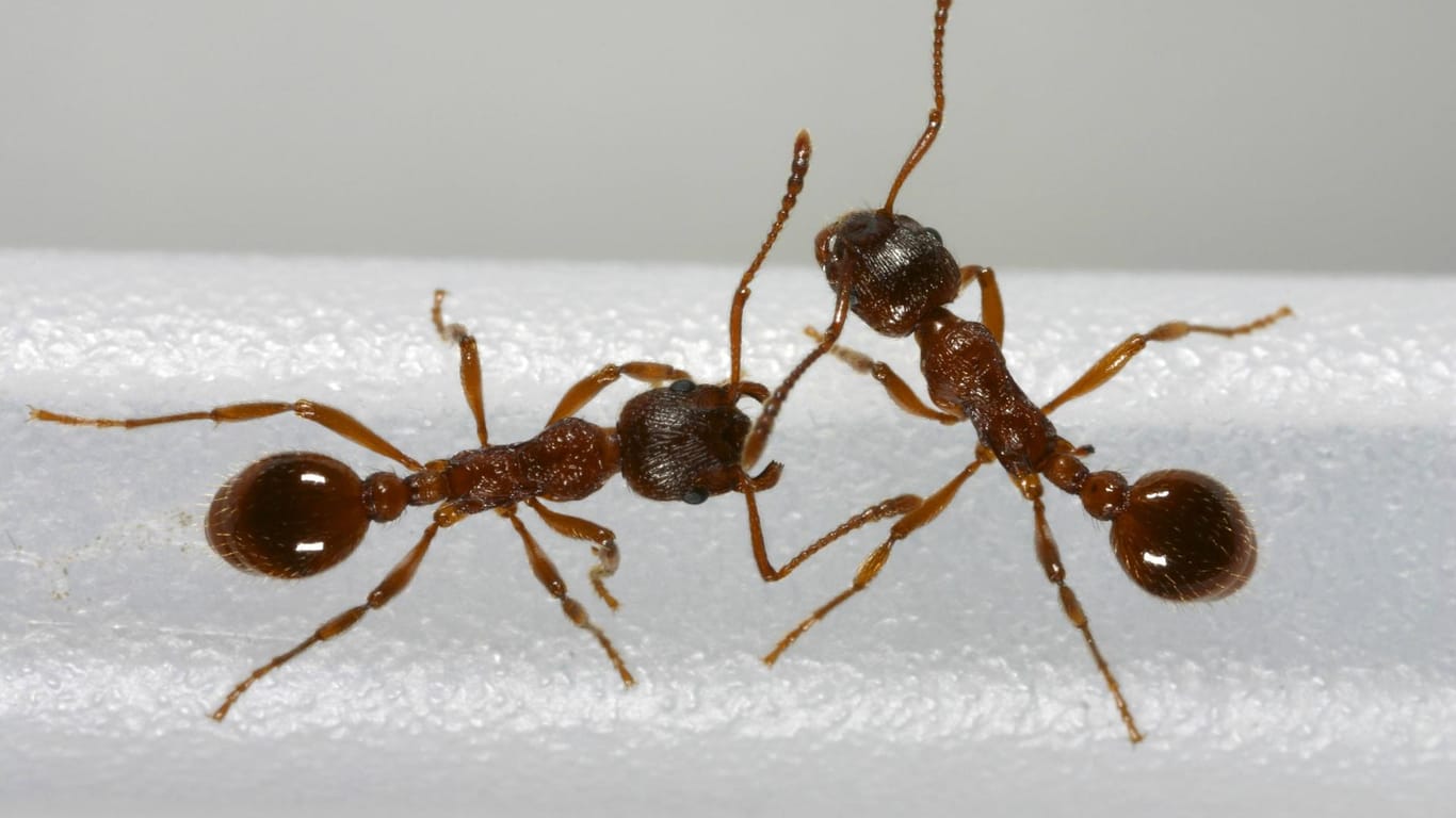 Red knot ant: This species of ant is most widespread in Central Europe.