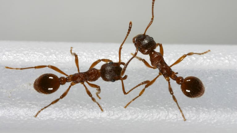 Rote Knotenameise: In Mitteleuropa ist diese Ameisenart am weitesten verbreitet.