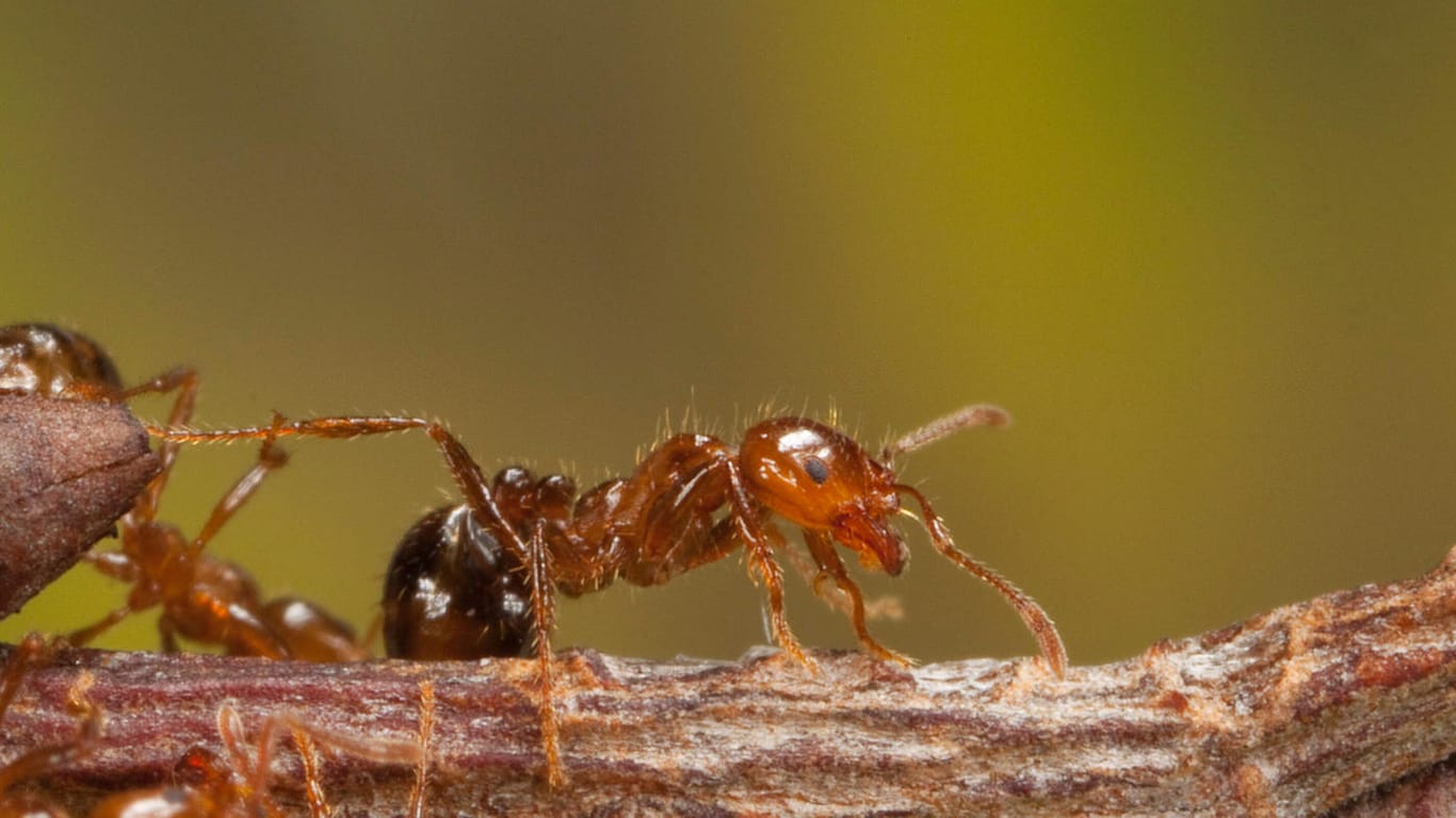 Red Fire Ant: Their stings are perceived as burning.