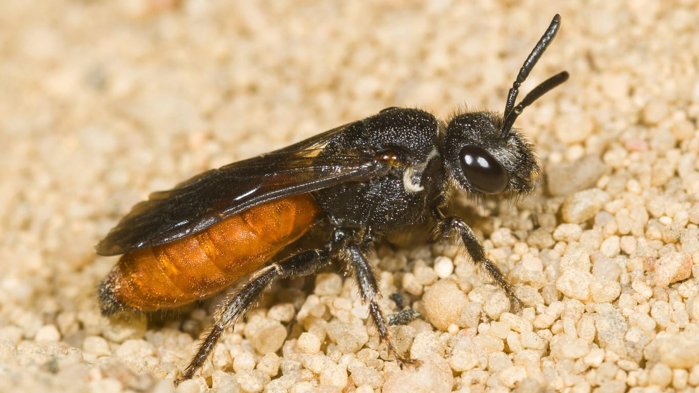 Blutbiene: Die Sphecodes ephippius ist eine Wildbienenart aus Mitteleuropa.