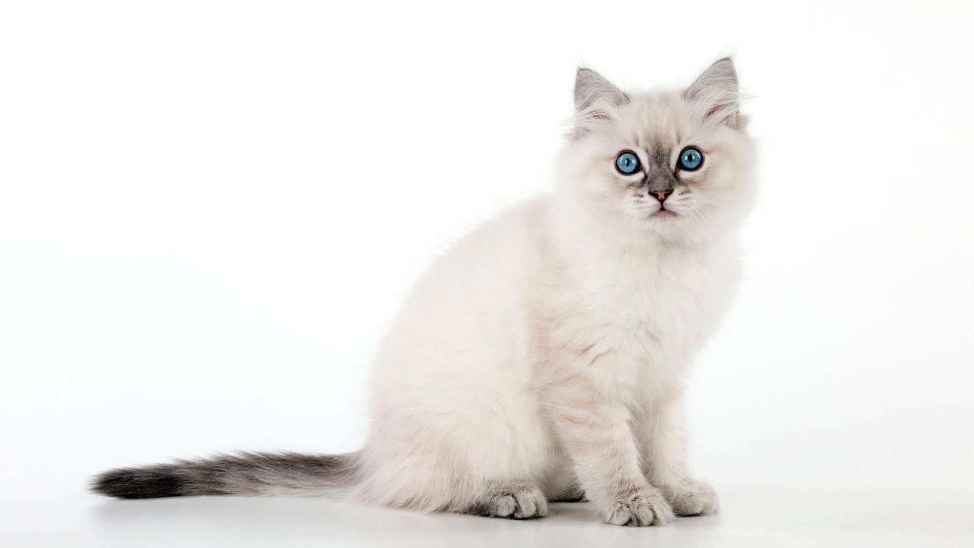 Ein Ragdoll-Kitten (Symbolbild): In Bremen hat ein Mann einer jungen Frau eine Katze dieser Rasse gestohlen. Ein Ragdoll-Kitten (Symbolbild): In Bremen hat ein Mann einer jungen Frau eine Katze dieser Rasse gestohlen.