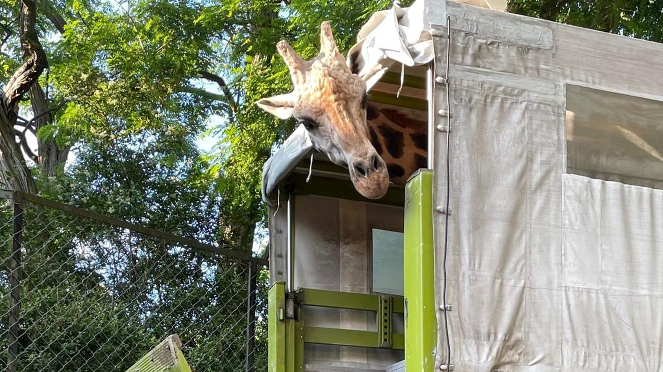 Giraffe Chali kurz vor seiner Abfahrt aus Hamburg: Ab sofort soll er in einem niederländischen Safaripark mit 40 Artgenossen leben.