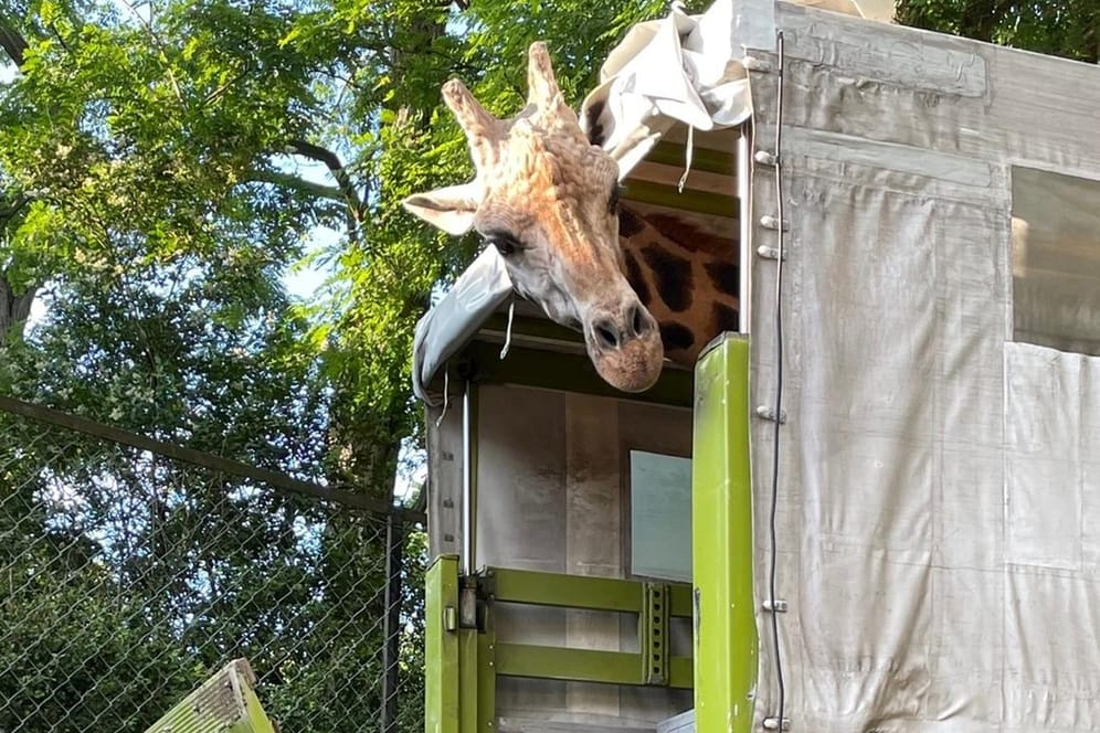 Giraffe Chali kurz vor seiner Abfahrt aus Hamburg: Ab sofort soll er in einem niederländischen Safaripark mit 40 Artgenossen leben.
